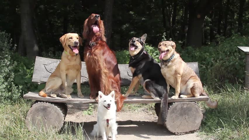 Nuestros amigos caninos y su historia genética.