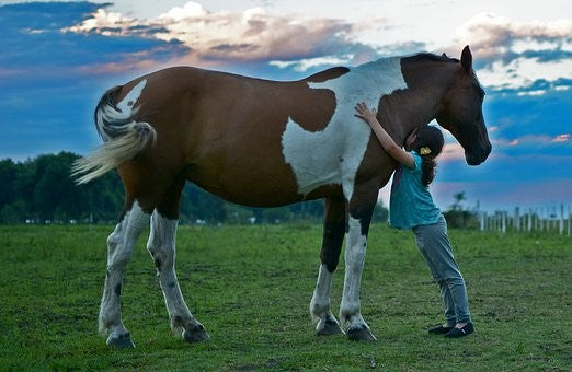 ¿Sabias esto de los caballos?