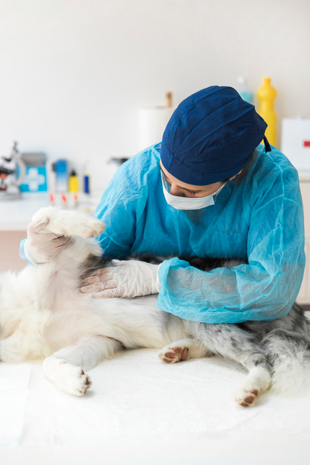 15 consejos para mi yo veterinario más joven.