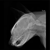 Sistema de Radiología Digital Veterinaria (Rayos x, Flat Panel, Mesa, Estación de Trabajo)