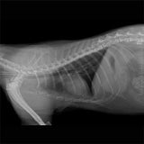 Sistema de Radiología Digital Veterinaria (Rayos x, Flat Panel, Mesa, Estación de Trabajo)