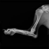 Sistema de Radiología Digital Veterinaria (Rayos x, Flat Panel, Mesa, Estación de Trabajo)